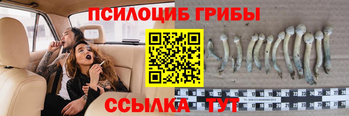 Галлюциногенные грибы Cubensis  Вход с VPN  Каменка 